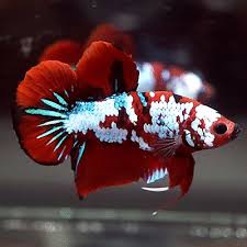 Live Betta Fish Big One Fancy Super Red Galaxy Halfmoon Plakat Hmpk Male 536 Betta Fish Betta Fish Tank Betta