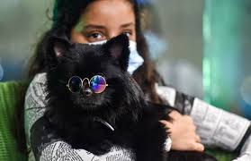 In Changing Saudi Arabia First Dog Cafe Delights Pet Lovers Life Living The Daily Star Photos, address, phone number, opening hours, and visitor feedback and photos on. in changing saudi arabia first dog