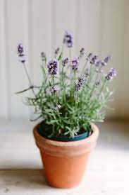 9 Houseplants For Better Sleep Because A Spot Of Indoor Gardening Could Really Help You Snooze Indoor Lavender Plant Lavender Plant Care Lavender Plant
