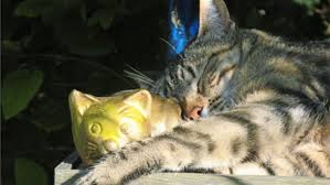 Lustig im garten, dort spiel. Tod Von Haustieren Im Himmel Warten Hund Und Katze Panorama Stuttgarter Zeitung