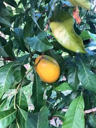 Image result for Pouteria altissima