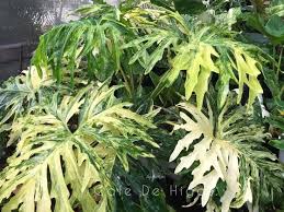 Image result for Thaumatophyllum bipinnatifidum