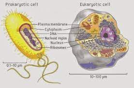 Sel prokariotik dan sel eukariotik. Perbedaan Sel Eukariotik Dan Prokariotik Info Pendidikan Dan Biologi