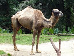 Wir wollen dromedar reiten und werden in einen berber lager übernachten. Kamele Wikipedia