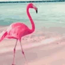 Flamingos Gifs Tenor