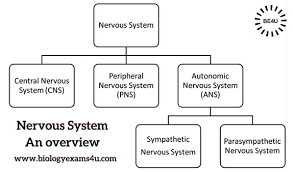 Biology Exams 4 U 5 Major Functions Of Nervous System