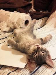 Pin By Imported Junk On Feline Kittens Cutest Cute Animals Cute Cats
