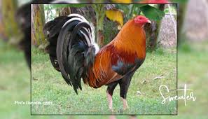 Ayam dengan teknik gerakan cepat membuat ayam ini gemar untuk di adu. Berbagai Jenis Ayam Filipina No 2 Ayam Kesukaan Manny Pacquiao