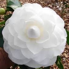 Pin On Camillia