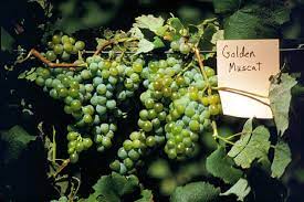 I'll talk you through 5 methods for propagating grapes from start to finish. Good Time To Start Growing Grapes In Utah Deseret News