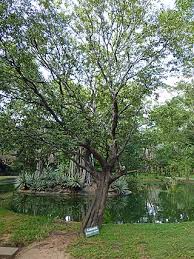 Image result for Diospyros mweroensis