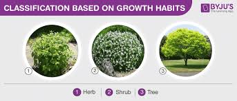 Types Of Plants Herbs Shrubs Trees Climbers And Creepers
