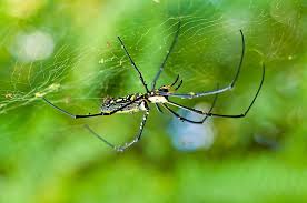 All legs are attached to the cephalothorax. Blizgesys Snazzy Balandis How Many Legs Spider Have Yenanchen Com