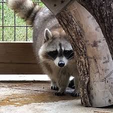 Raccoons For Sale Frazier Farms Exotics Buy A Raccoon Tn Frazier Farms Raccoon Pets