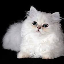 Check spelling or type a new query. Cats And Kittens Fr Free Adoption And Rehoming Near Me Home Facebook