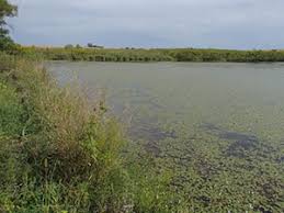 Check spelling or type a new query. Manage Excessive Aquatic Plants In Ponds News
