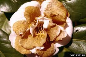 Camellia sinensis (green tea) contains caffeine and antioxidant polyphenols. Camellia Diseases Insect Pests Home Garden Information Center