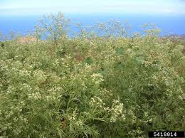 Image result for Parthenium