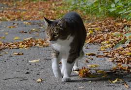 Dieser kann die impfungen, die ihre katze benötigt mit ihnen besprechen und ihrer katze eventuell benötigte ungezieferprophylaxe verabreichen. Abenteuer Spielplatz Wohnung