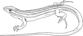 Free Printable Lizard Coloring Pages For Kids Throughout Reptile Coloring Pages Snake Coloring Pages Lizard