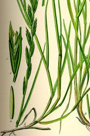 Image result for Lolium