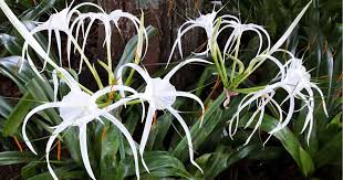 Best flowering occurs in full sun or light shade for most lycoris species except lycoris radiata (red spider lily) which thrives in partial shade (especially in hot climates). Crinum Asiaticum Care Tips On Growing The White Crinum Lily