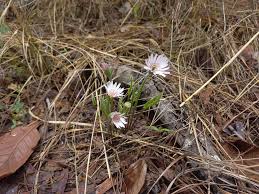 Image result for Gerbera viridifolia