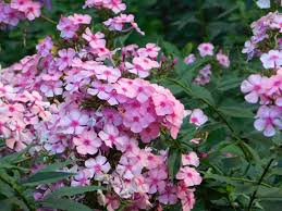 Evergreen plants are a great no fuss choice, as they are often very undemanding and resilient, staying put during winter and providing your borders with structure all year round. The 10 Best Evergreen Ground Cover Plants That Grow Quickly