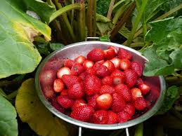 Confiture Fraises Rhubarbe Et Fleurs De Sureau Cakes And Co Confiture Fraise Confiture Rhubarbe