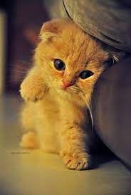 Collection of cutest kitten pictures that will melt your heart. Propably The Cutest Cat In The World Baby Animals Cute Animals Animals