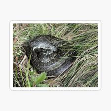 Check spelling or type a new query. Wales National Animal Geschenke Merchandise Redbubble