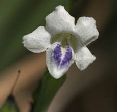 Image result for Asystasia sp. (Biegel 5184)