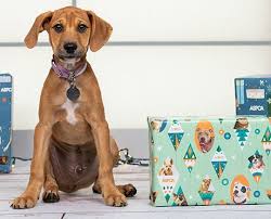 Ways To Give With Images Animals Aspca Donate