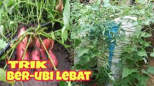 !klik download untuk lagu paling sesuai dan nikmati streaming atau download lagu tanam tanam ubi upin ipin! Menanam Ubi Jalar Dalam Karung Supaya Berubi Besar Lebat Tahap Perawatan Youtube
