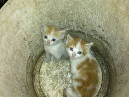 Anne Kedi Yavrularini Bulabilir Mi