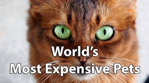 A monkey is not for everyone or every living situation. 10 Most Expensive Pets In The World Do Racing Horses Cost More Than Fast Pigeons Financesonline Com