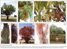 Image result for Xeroderris stuhlmannii