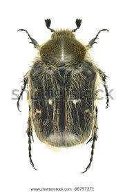 Image result for Tropinota hirta