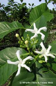 Image result for Tabernaemontana odoratissima