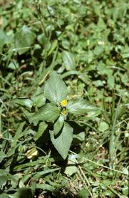 Image result for Acmella