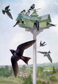 The website offers plans and instructions for building birdhouses suitable for various types of birds like how to use them, encouraging the protection as well as the study. Purple Martin 70birds Birdhouse Plans Index
