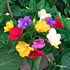 90.000 stichwörter und wendungen sowie 120.000 übersetzungen. Wunderblume Mirabilis Jalapa 3er Set Artikelnummer 1581600