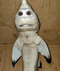 Je suis rempli de défauts et d'attitude. Un Bebe Requin A Visage Humain Surprend Un Pecheur Ipnoze