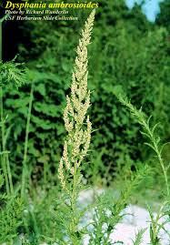 Image result for Dysphania