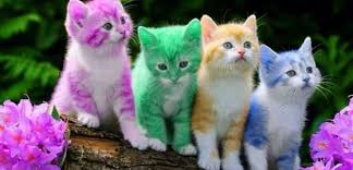 Το διαδίκτυο είναι γεμάτο με πανέμορφες γάτες, οι ιδιοκτήτες τους κάνουν τα πάντα για να τις κάνουν ακόμα πιο όμορφες. Animal Planet Deite Poso Kostizoyn Oi 19 Pio Akribes Ratses Gatas Toy Kosmoy