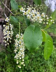 Image result for Prunus serotina