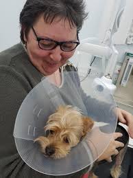 Some positive thoughts for my girl (& me!) would be much appreciated 💖  After her brother had a reaction to his neuter surgery & had to be rushed  back into the vets