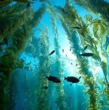 Aquarium Fish In Florida Ponds Underwater World Kelp Forest Undersea World