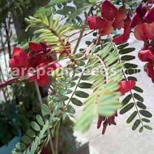 Image result for Sesbania notialis