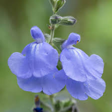 You'll find australian plants to suit every layer of your garden. Salvia Marine Blue Garden Express